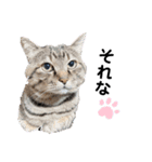 ねこスタンプ₍˄·͈༝·͈˄₎（個別スタンプ：6）