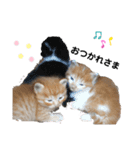 ねこスタンプ₍˄·͈༝·͈˄₎（個別スタンプ：7）
