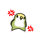 たくさんのインコちゃん（個別スタンプ：24）