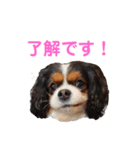 毎日使えるキャバリアのバニスタンプ（個別スタンプ：1）