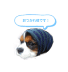 毎日使えるキャバリアのバニスタンプ（個別スタンプ：3）