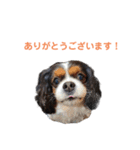 毎日使えるキャバリアのバニスタンプ（個別スタンプ：4）