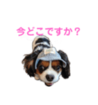 毎日使えるキャバリアのバニスタンプ（個別スタンプ：10）