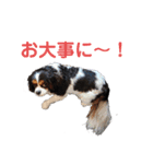 毎日使えるキャバリアのバニスタンプ（個別スタンプ：15）