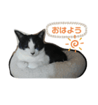 ツキちゃんのスタンプ（個別スタンプ：1）