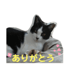 ツキちゃんのスタンプ（個別スタンプ：3）