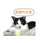 ツキちゃんのスタンプ（個別スタンプ：4）