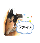 ツキちゃんのスタンプ（個別スタンプ：8）