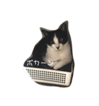 ツキちゃんのスタンプ（個別スタンプ：12）