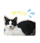 ツキちゃんのスタンプ（個別スタンプ：15）