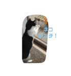 ツキちゃんのスタンプ（個別スタンプ：16）