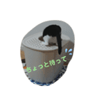 ツキちゃんのスタンプ（個別スタンプ：19）