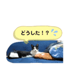 ツキちゃんのスタンプ（個別スタンプ：20）