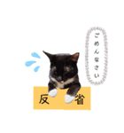 くつ下にゃんこ 小町（個別スタンプ：2）