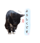 くつ下にゃんこ 小町（個別スタンプ：4）