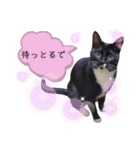 くつ下にゃんこ 小町（個別スタンプ：6）
