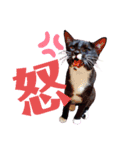 くつ下にゃんこ 小町（個別スタンプ：10）