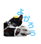 くつ下にゃんこ 小町（個別スタンプ：13）