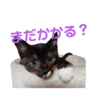 くつ下にゃんこ 小町（個別スタンプ：15）