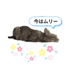 にゃんきち 日常会話（個別スタンプ：2）