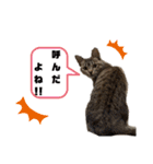 にゃんきち 日常会話（個別スタンプ：9）