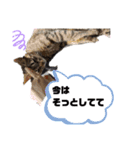 にゃんきち 日常会話（個別スタンプ：12）