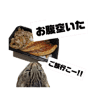 にゃんきち 日常会話（個別スタンプ：13）