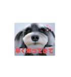 ミニチュアシュナウザー(黒)（個別スタンプ：1）