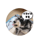 ミニチュアシュナウザー(黒)（個別スタンプ：3）