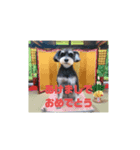 ミニチュアシュナウザー(黒)（個別スタンプ：4）