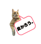 こたつ1（個別スタンプ：4）