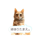 こたつ1（個別スタンプ：28）