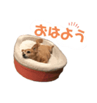 チワックスりょうまくん（個別スタンプ：4）