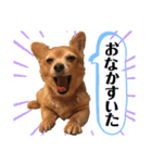 チワックスりょうまくん（個別スタンプ：6）