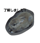 うさぎとねこ24（個別スタンプ：1）