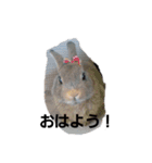 うさぎとねこ24（個別スタンプ：3）