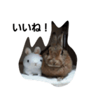 うさぎとねこ24（個別スタンプ：16）