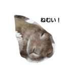 うさぎとねこ24（個別スタンプ：23）