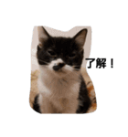 うさぎとねこ24（個別スタンプ：32）