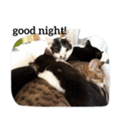 うさぎとねこ24（個別スタンプ：34）