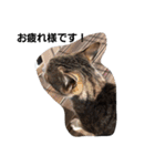 うさぎとねこ24（個別スタンプ：38）