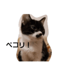 うさぎとねこ24（個別スタンプ：39）