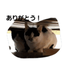 うさぎとねこ24（個別スタンプ：40）