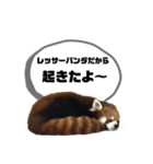 レッサーパンダだからと言い訳するスタンプ（個別スタンプ：1）