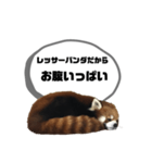 レッサーパンダだからと言い訳するスタンプ（個別スタンプ：4）