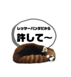 レッサーパンダだからと言い訳するスタンプ（個別スタンプ：13）