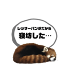 レッサーパンダだからと言い訳するスタンプ（個別スタンプ：20）