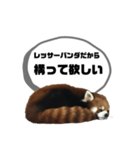 レッサーパンダだからと言い訳するスタンプ（個別スタンプ：21）