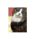 びちゅ組ฅ•ω•ฅ（個別スタンプ：5）