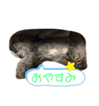 トイプードルのゆずとすずめ（個別スタンプ：6）